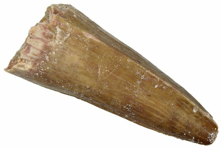 Cretaceous Fossil Crocodylomorph Tooth - Morocco #299187